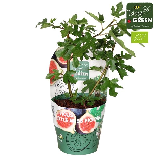 <h4>Ficus carica 'Little Miss Figgy' Bio P14 potcover</h4>