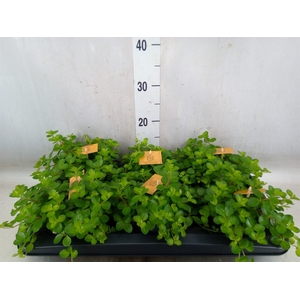 Peperomia rotundifolia