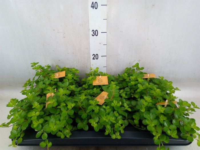 <h4>Peperomia rotundifolia</h4>