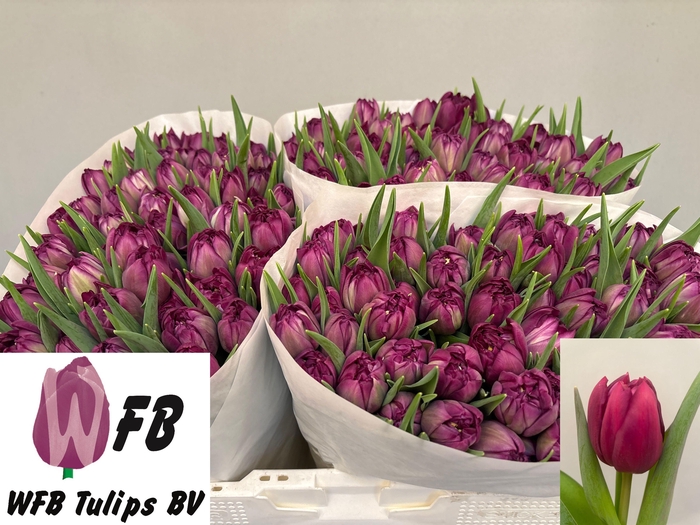 <h4>TU DU PYTHON</h4>