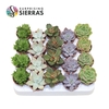 Sierra's® - Sevilla Succulent Mix (Deluxe)