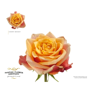 Rosa Premium Cherry Brandy