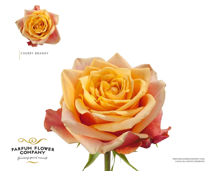 <h4>Rosa Premium Cherry Brandy</h4>