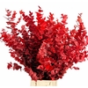 Euc. Stuart Preserved Red