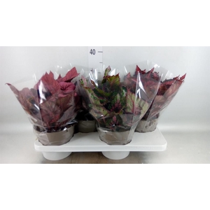 Begonia BD rex 'Beleaf'  ...mix