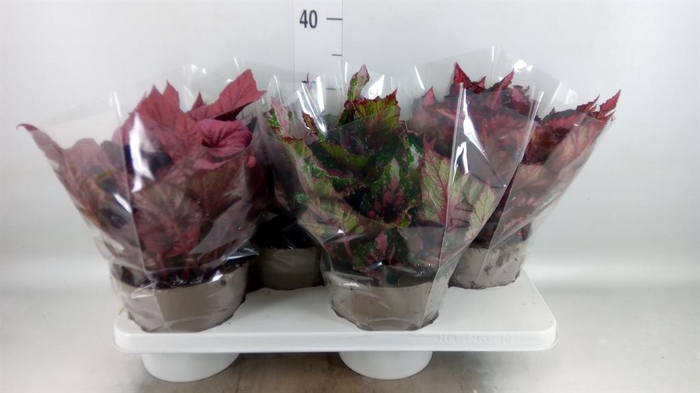 <h4>Begonia BD rex 'Beleaf'  ...mix</h4>
