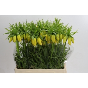 Fritillaria Lutea