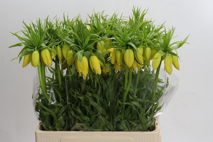 <h4>Fritillaria Lutea</h4>