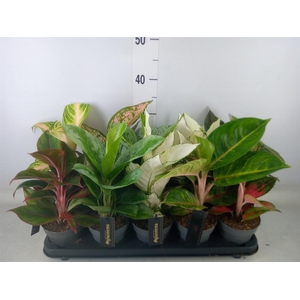 Aglaonema   ...