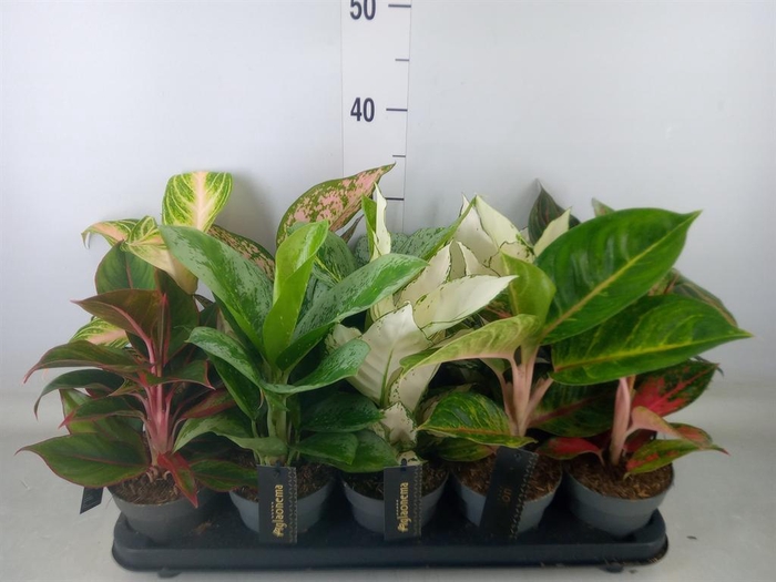 <h4>Aglaonema   ...</h4>