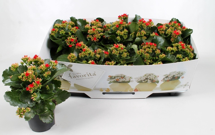 <h4>Kalanchoe</h4>