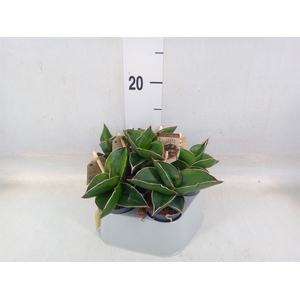 Sansevieria trifa.   ...