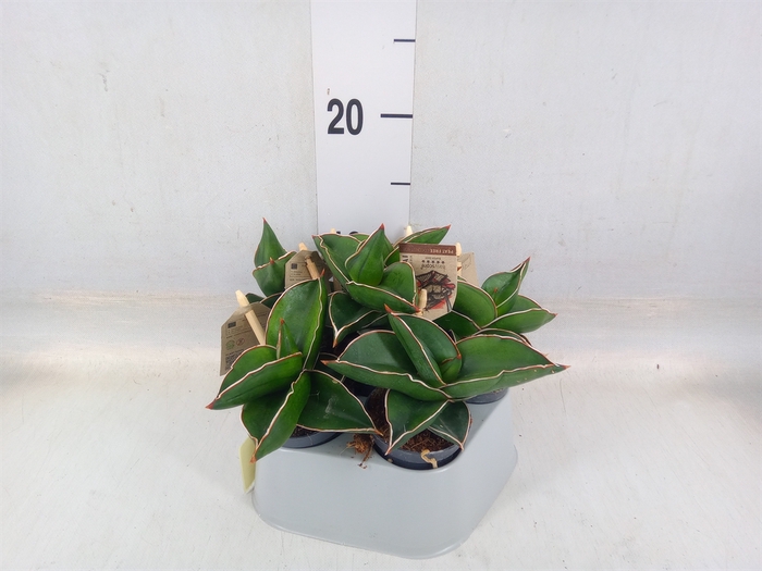<h4>Sansevieria trifa.   ...</h4>