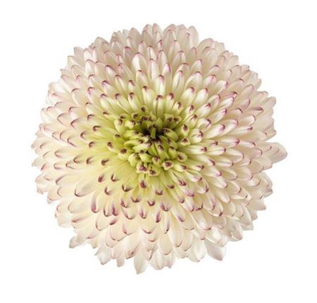 <h4>Chrys Cappuccino</h4>