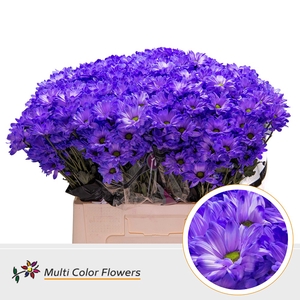 Chr T Kennedy Violet donker