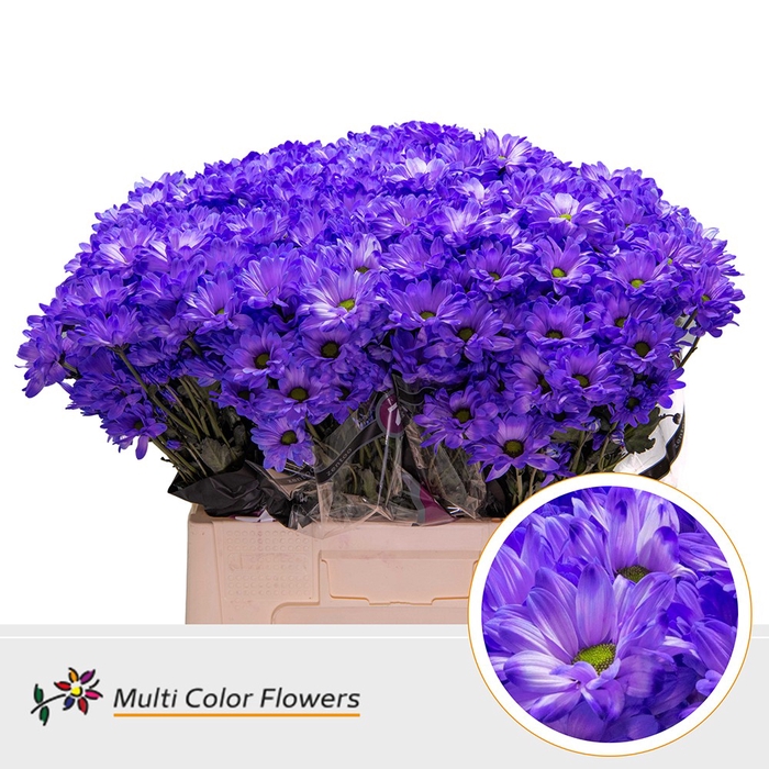 <h4>Chr T Kennedy Violet donker</h4>