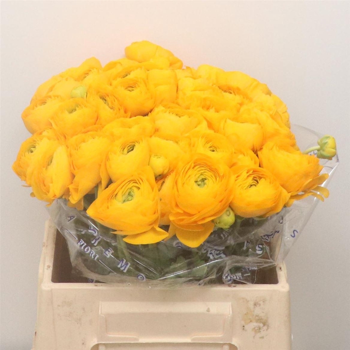 <h4>Ran Su Pareo Yellow Extra</h4>