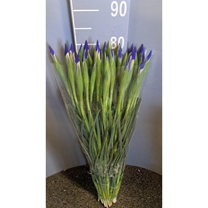 Iris Bleu Blu