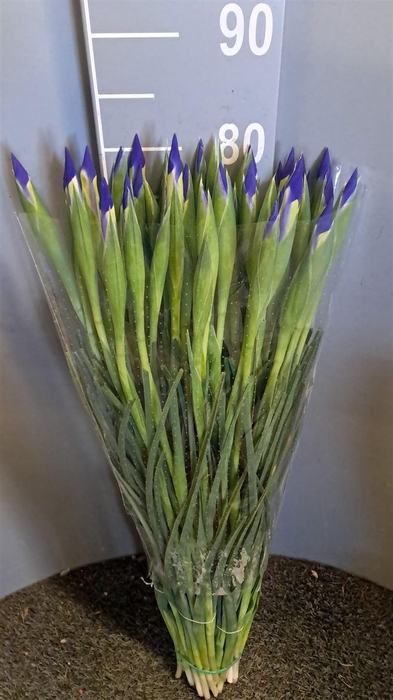 <h4>Iris Bleu Blu</h4>
