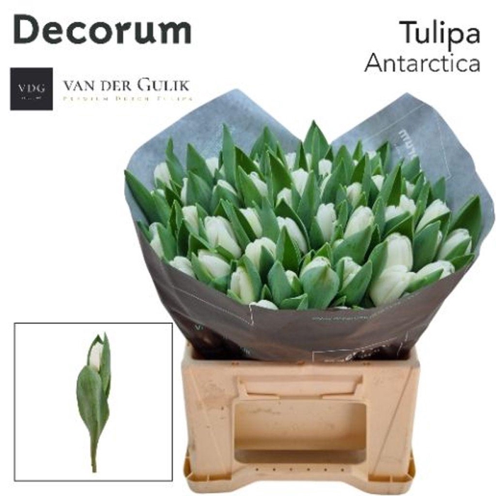 <h4>Tulipa si antarctica</h4>