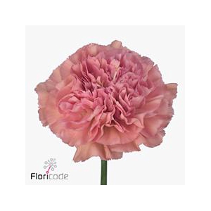 Dianthus st lege