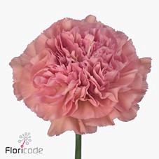 <h4>Dianthus st lege</h4>