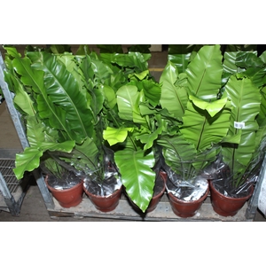 ASPLENIUM NIDUS P24