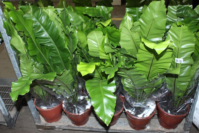 <h4>ASPLENIUM NIDUS P24</h4>