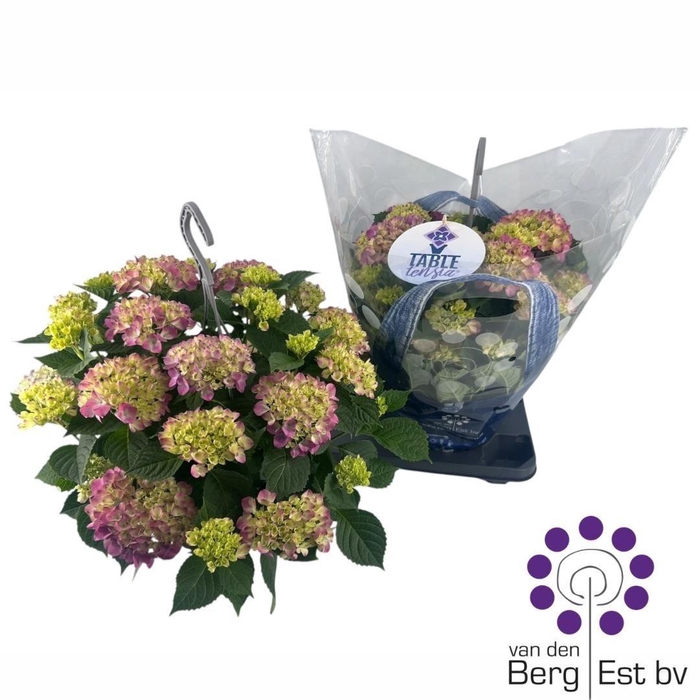 <h4>HYDR M TABLE-TENSIA</h4>