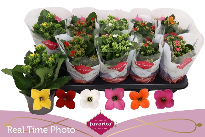 <h4>KAL EN GEM 6 KL</h4>