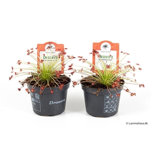 DROSERA PARADOXA P9 NR 127