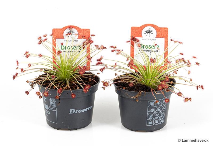 <h4>DROSERA PARADOXA P9 NR 127</h4>