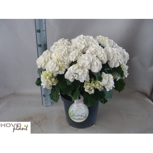 HYDR M CRYSTAL PALAC