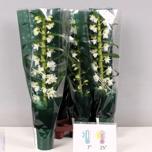 <h4>DENDR N SC APOLLON</h4>