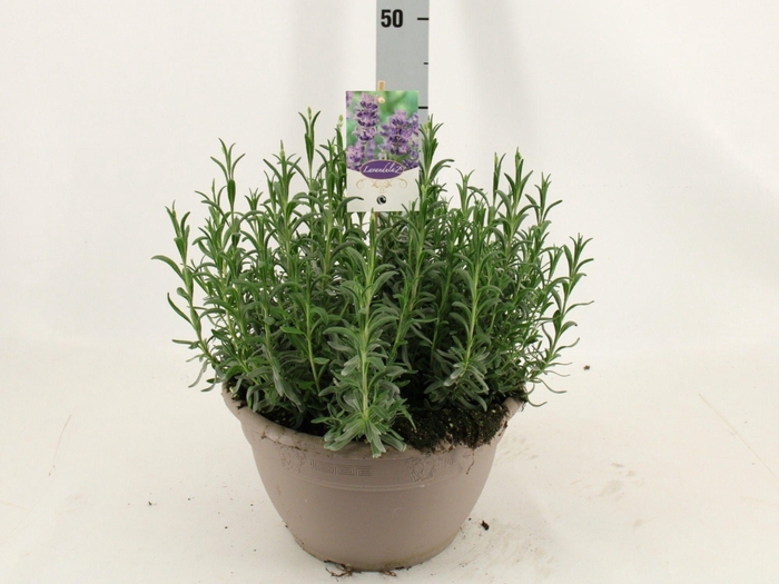 <h4>Lavan An Dwarf Blue</h4>