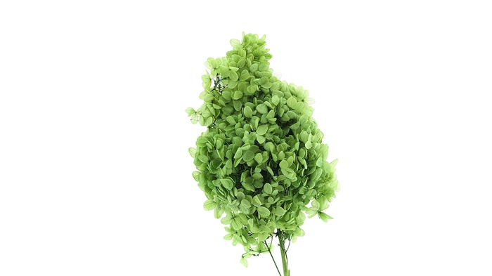 <h4>Dried Bleached Hydrangea Tower Dark Green XXL</h4>