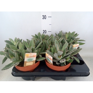 Kalanchoe NF tomentosa