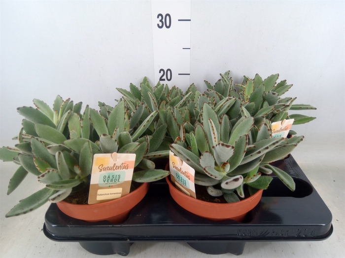 <h4>Kalanchoe NF tomentosa</h4>