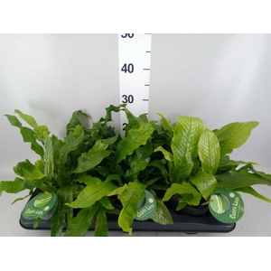 Microsorum musifolium 'Crocodyllus'