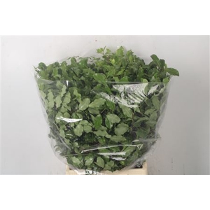 Pitto Green Per Bunch