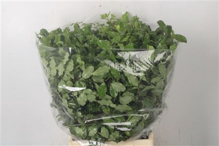<h4>Pitto Green Per Bunch</h4>