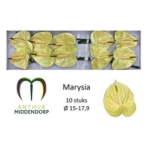 Anthurium Andreanum Grp Marysia