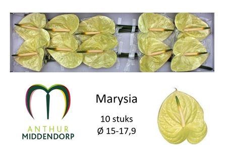 <h4>Anthurium Andreanum Grp Marysia</h4>