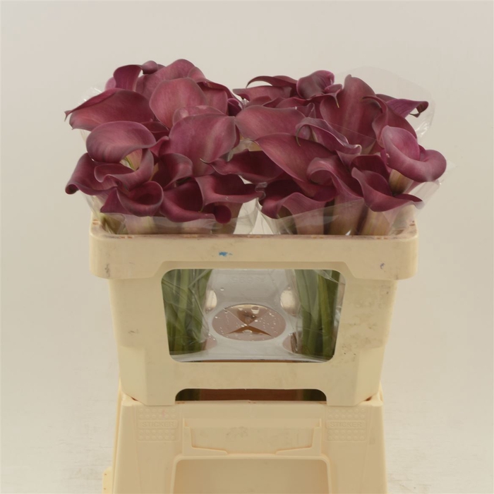 <h4>Calla Bordeaux Art</h4>