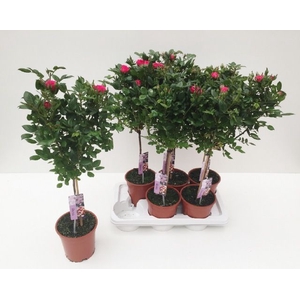 ROSA ST OV
