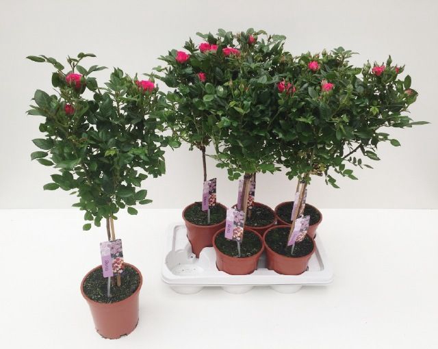<h4>ROSA ST OV</h4>