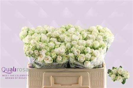 <h4>R Tr Miss Bombastic</h4>