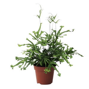 Pteris Mayi