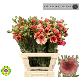 RAN N MODER ALLEGRIA