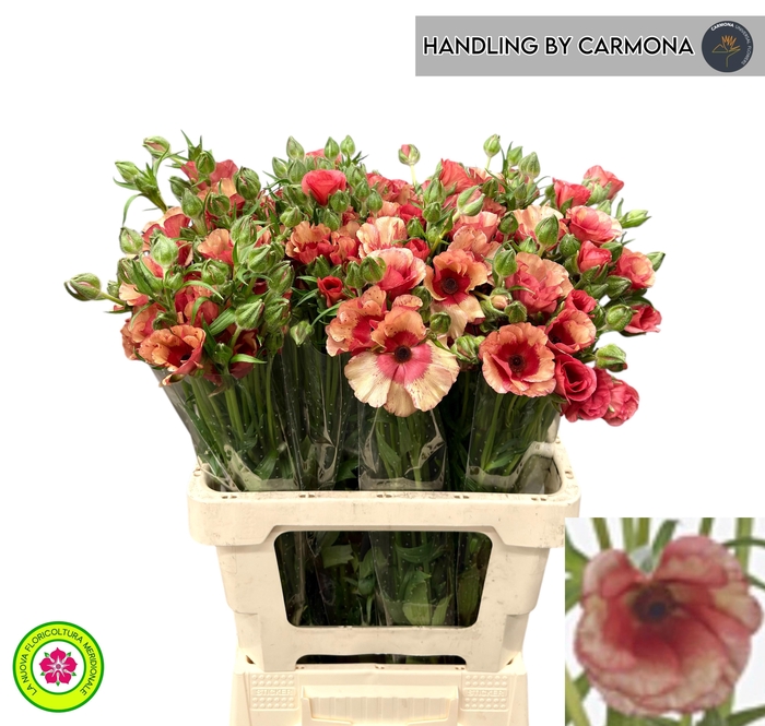 <h4>RAN N MODER ALLEGRIA</h4>